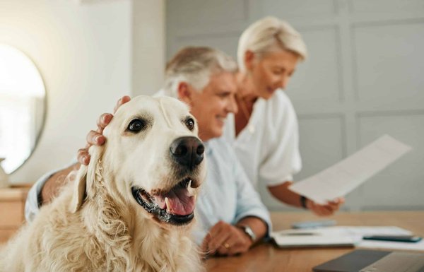 Assurance chien: pourquoi c'est essentiel?
